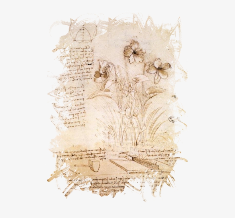 Leonardo Da Vinci,da - Ruimeng Da Vinci Flowers Sketch Canvas Decorative Painting, transparent png