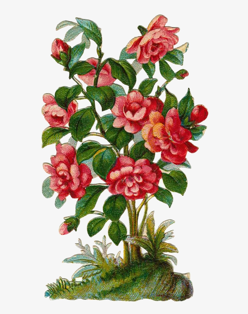 Bush Cliparts - Rose Bush Clipart, transparent png
