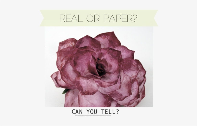 This - Flower, transparent png