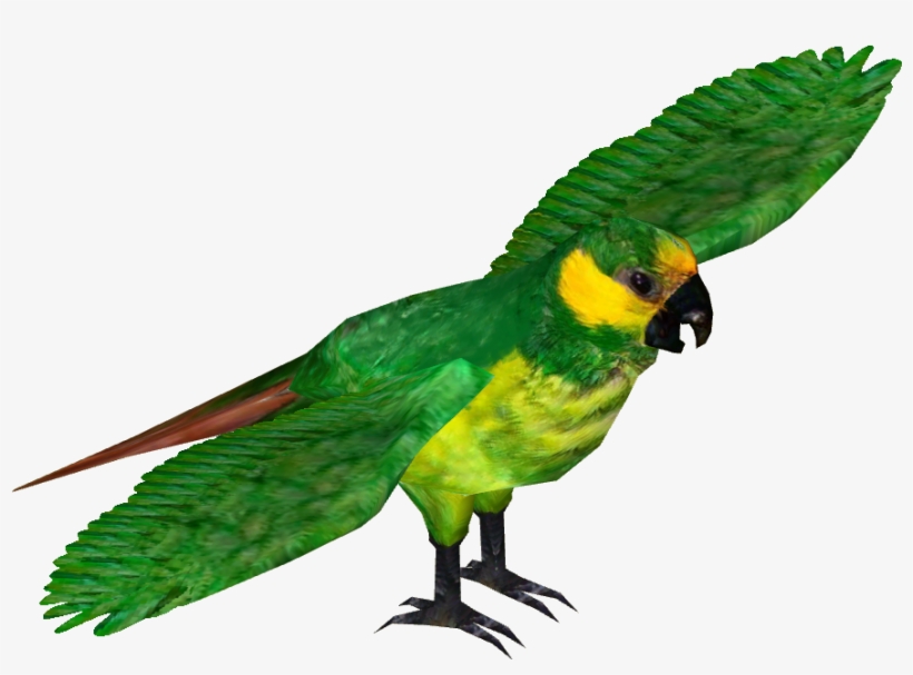 Yellow-eared Parrot - Yellow Eared Parrot, transparent png