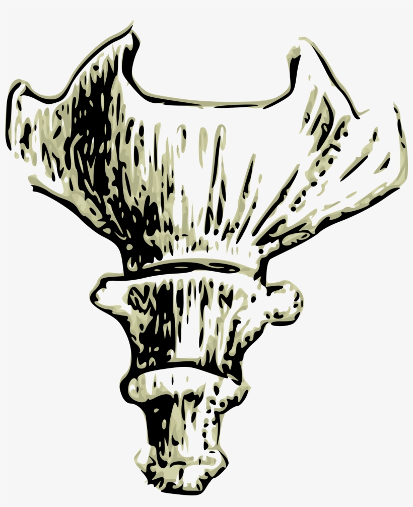 This Free Icons Png Design Of Coccyx Human Tail Bone, transparent png