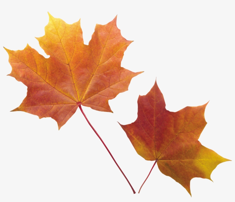 Fall Leaves Transparent Background, transparent png