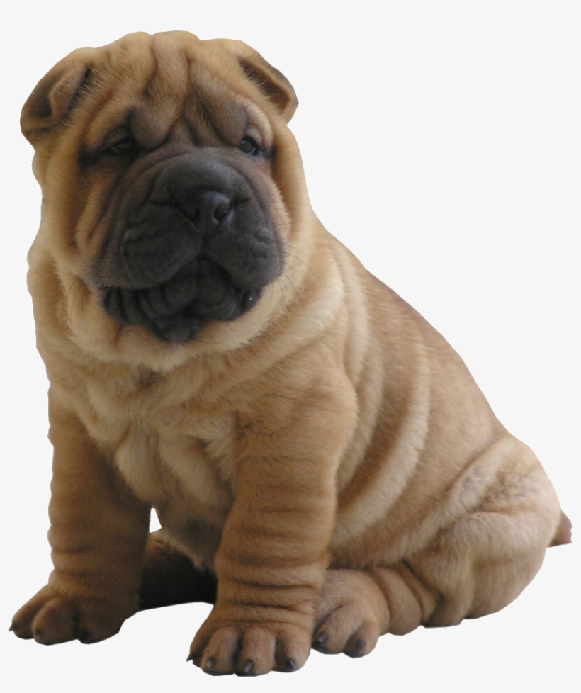 Puppy Starter Pack - Chow Chow Cross Shar Pei, transparent png