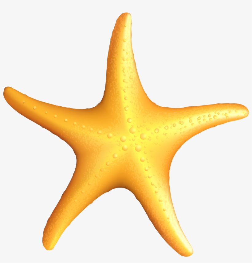 Transparent Starfish Png Gallery Yopriceville View - Starfish Clipart, transparent png