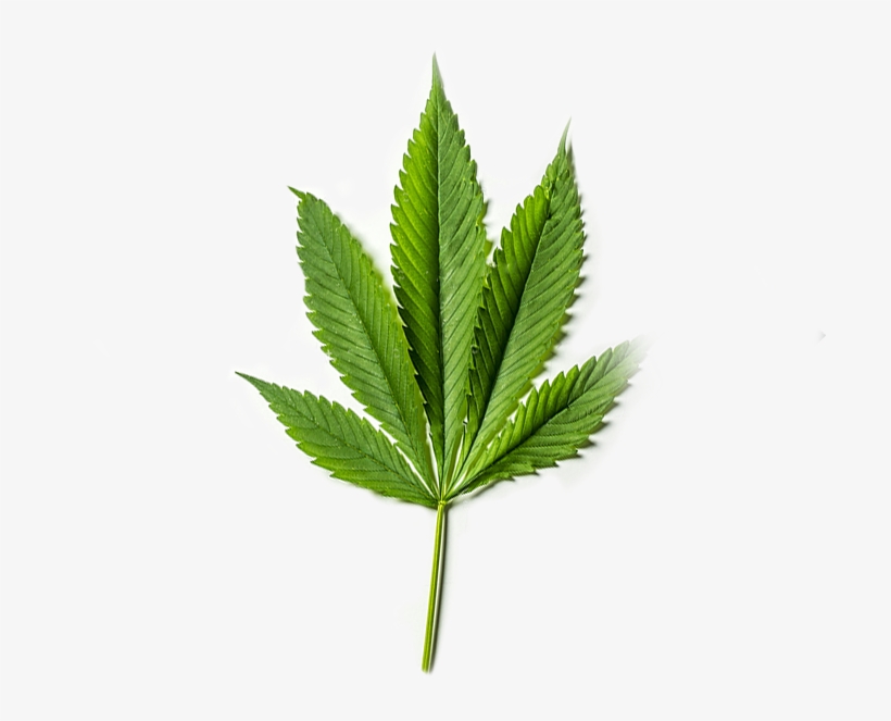 Pure Cbd From Organic American Grown Hemp - Houseplant, transparent png