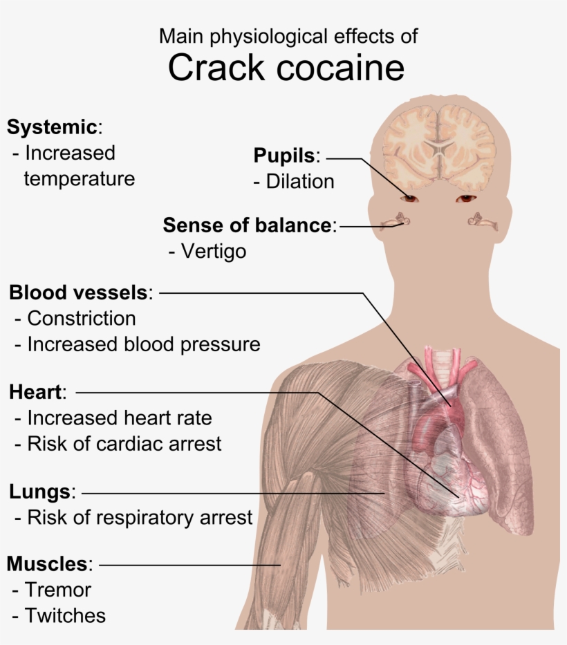 Physiological Effects Of Crack Cocaine - Effects Of Crack Cocaine, transparent png