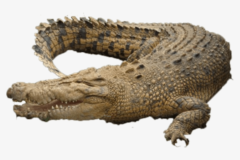 Free Png Crocodile Png Images Transparent - Chicago, transparent png