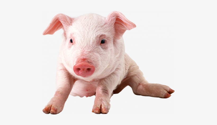 That I'll Be Greeted With Billions Of Them In God's - Pig Png, transparent png