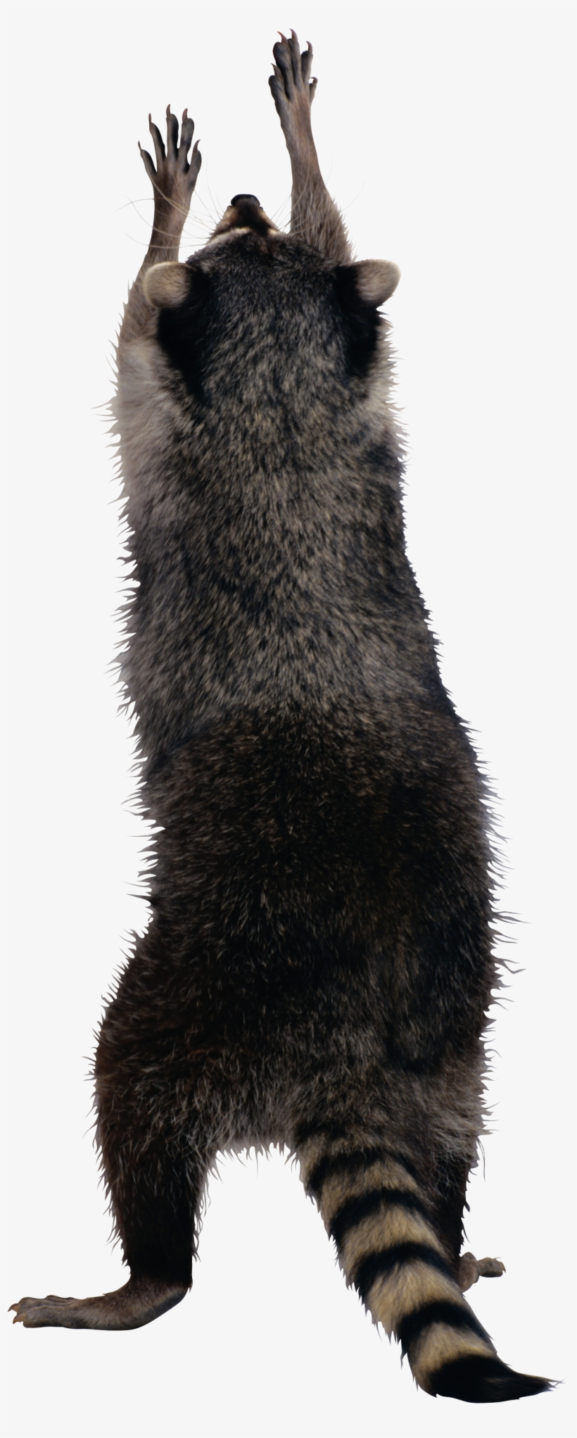 Raccoon Png, transparent png