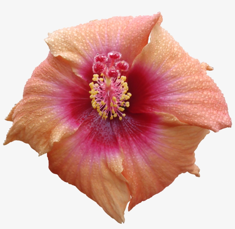Hibiscus Flower Png Texture - Png High Quality Textures, transparent png