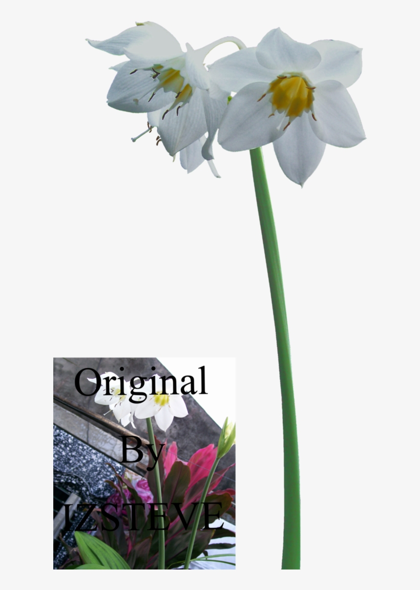 Amazon Lily By Izsteve - Library, transparent png