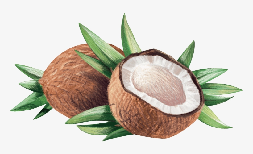 Coconut Clipart Coconut Seed - La Tourangelle - Virgin Organic Coconut Oil - 14 Oz., transparent png