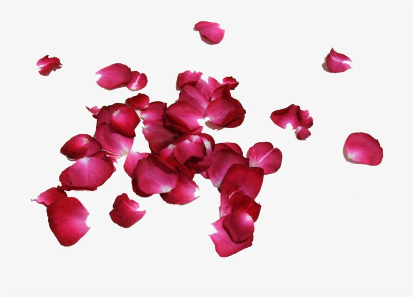 Share This Image - Petal, transparent png