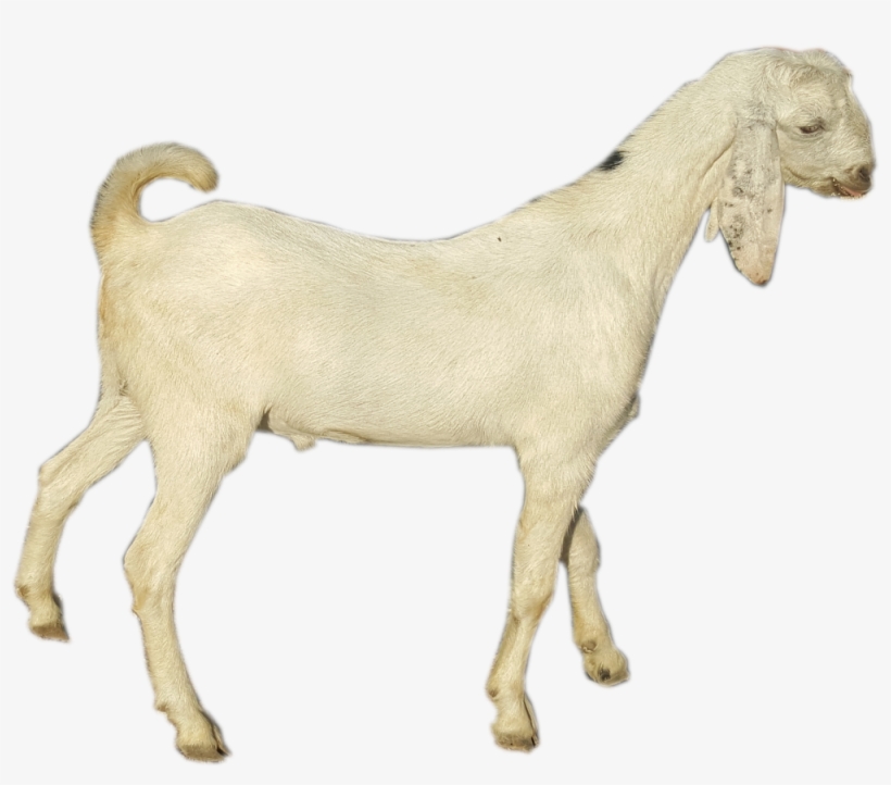 Goat, transparent png