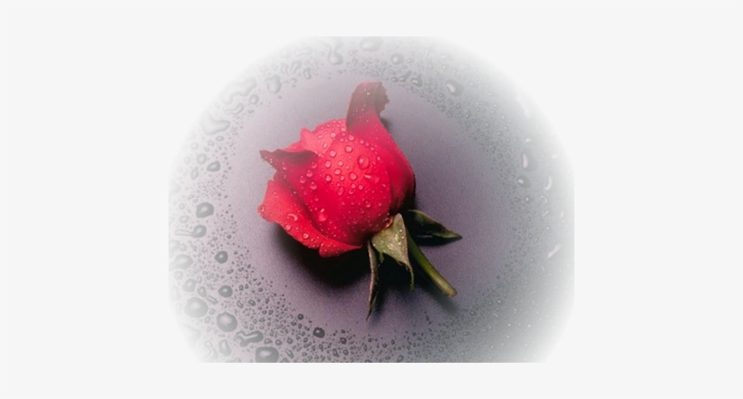 Wet Rose Mist - Home Decoration 5d Diy Printed Needlework Sets Counted, transparent png