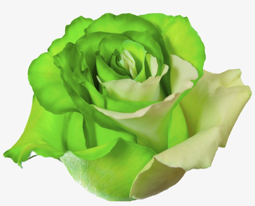 Green Rose Png, transparent png