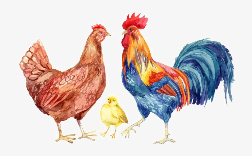 Hen Png Transparent Images - Hen Water Color, transparent png