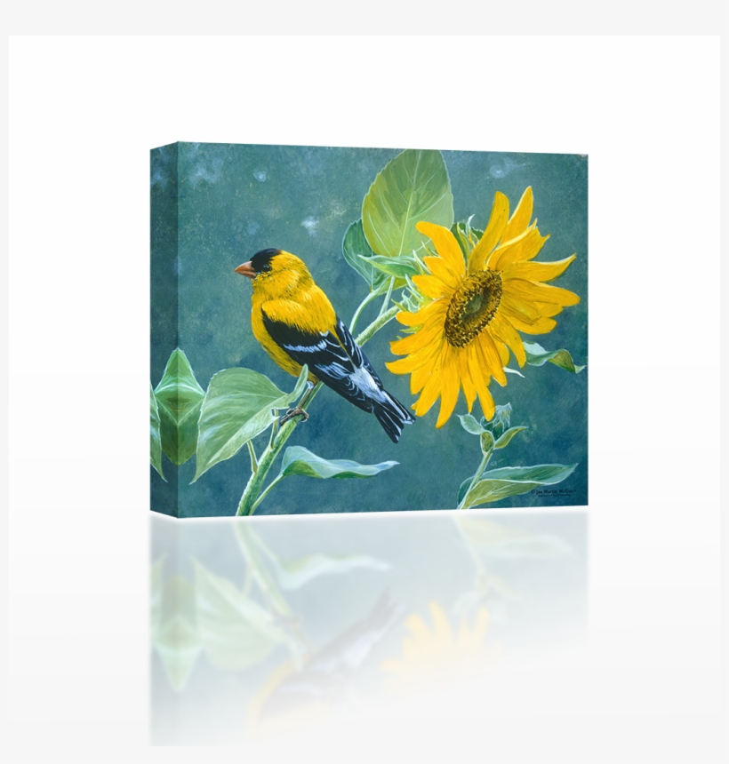 Bird On A Sunflower - American Goldfinch, transparent png