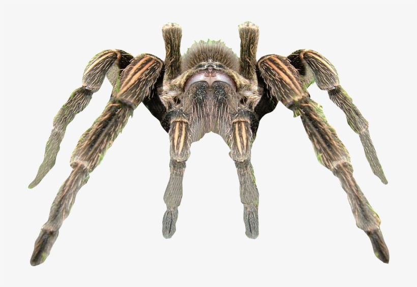 Spider Transparent Background, transparent png