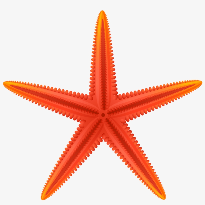 Free Png Red Starfish Png Images Transparent - Red Starfish Clip Art, transparent png