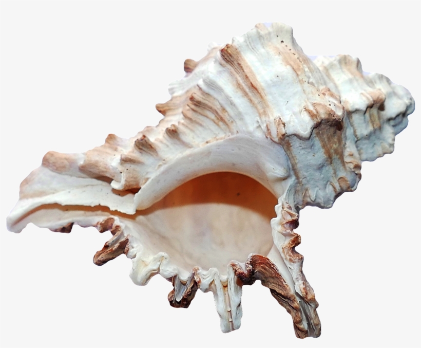Scallop Sea Shell Png Transparent Image - Ocean Shell, transparent png