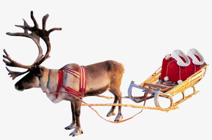 Reindeer Transparent Background, transparent png