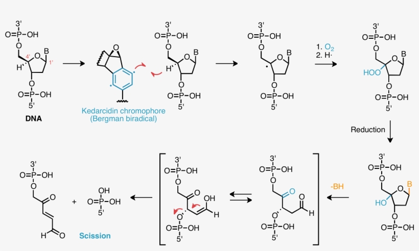 Dna Damage Mechanism - Radical Dna Damage Mechanism, transparent png