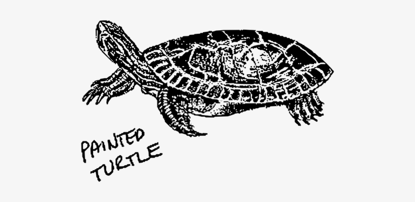 Sea Turtle Clipart Kemp's Ridley - Painted Turtle Clip Art, transparent png