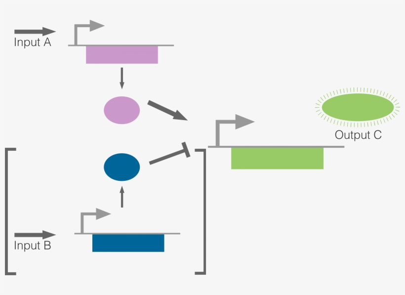 Transcriptional-based Regulation Can Result In Several - Diagram, transparent png