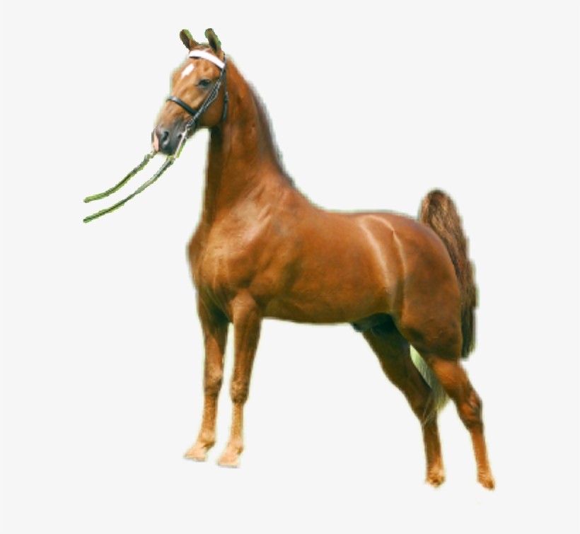 Titleist Walking Horse, transparent png