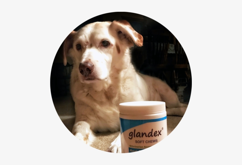 Barney Glandex Pet Of The Month October - Companion Dog, transparent png