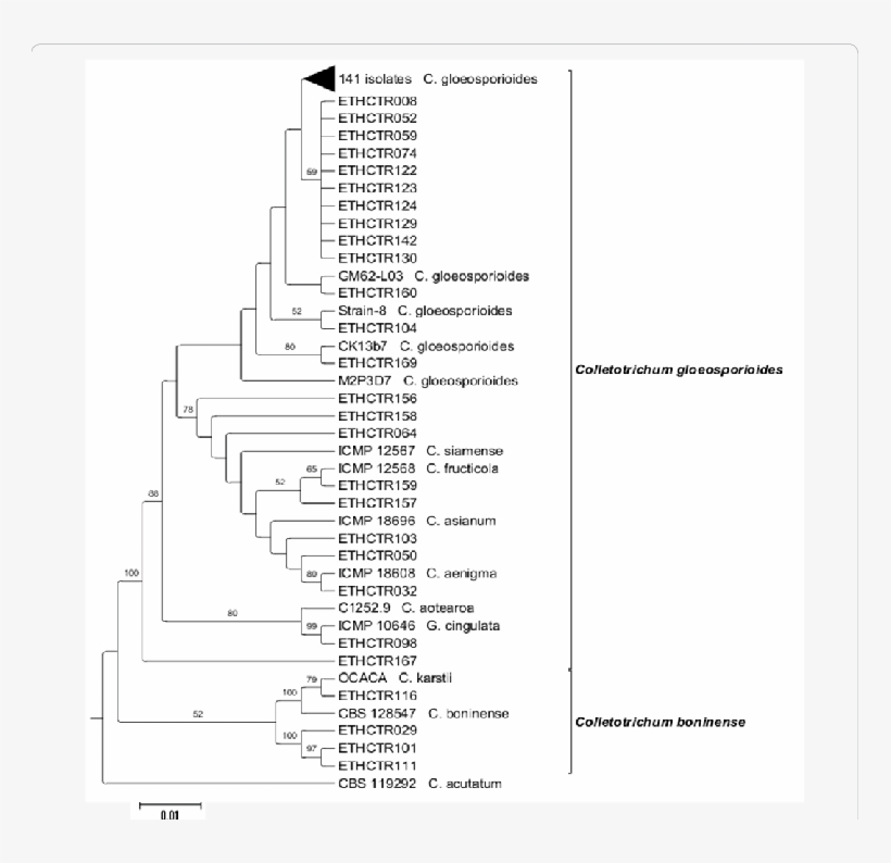 Neighbor-joining Phylogenetic Tree Of Concatenated - Neighbor Joining, transparent png