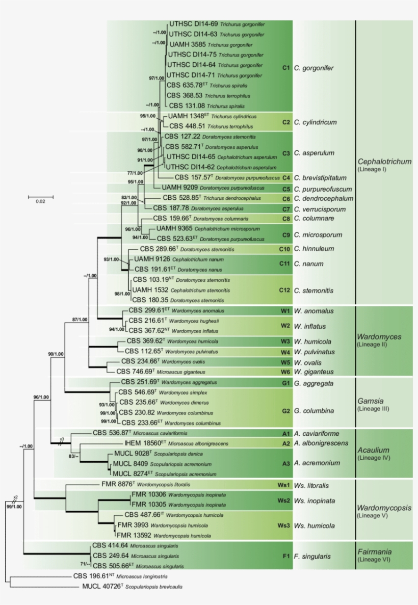 Maximum Likelihood Tree Obtained From The Combined - Microascaceae, transparent png