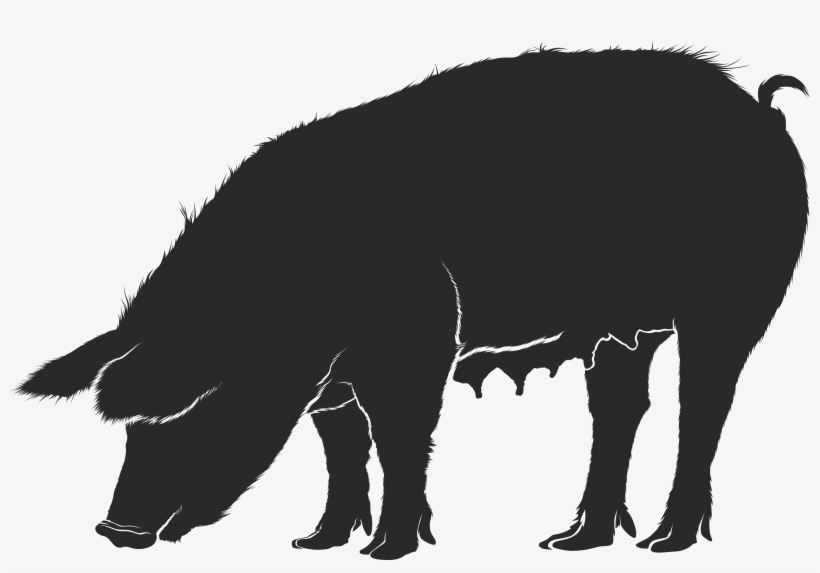 , , - Cerdo Sombra, transparent png