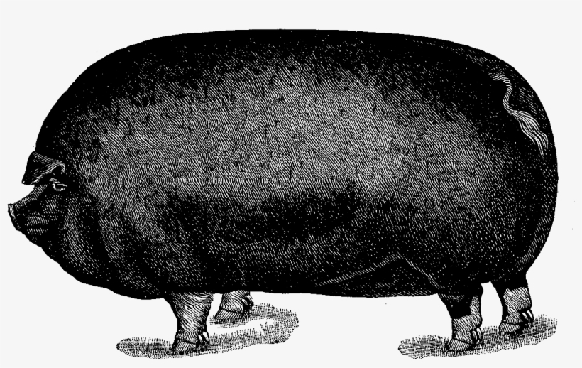 Digital Pig Illustration - The Aleph, transparent png