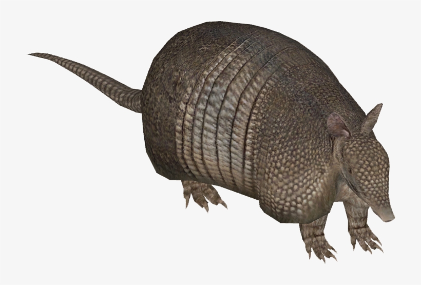 Tamara Henson - Quirquincho Png, transparent png