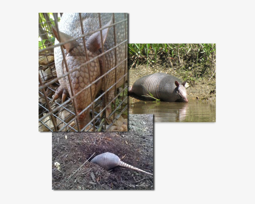 Armadillo Removal Has Become A Very Common Wildlife - Armadillo, transparent png