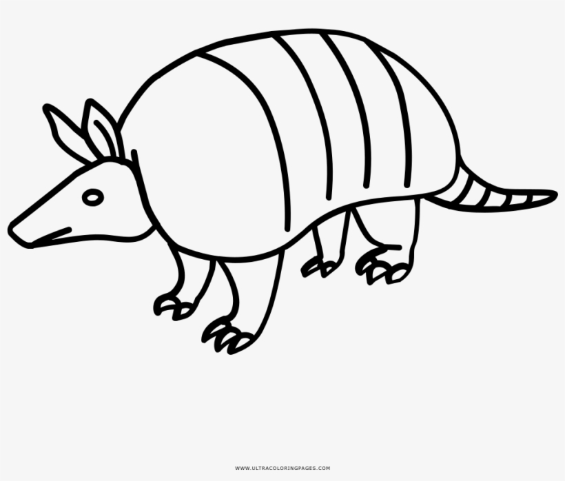 Armadillo Colorings Archaicawful Coloring Page Pages - Imagenes De Armadillos Para Dibujar, transparent png