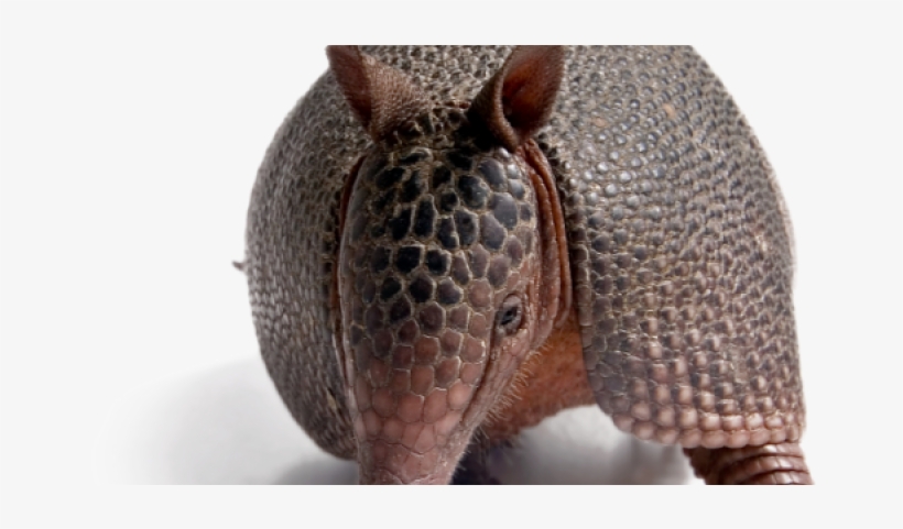 Armadillos - Armadillos And Yellow Lines: Essays From The Huffington, transparent png