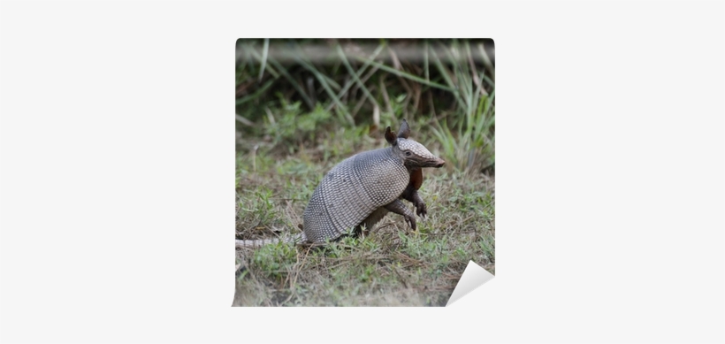 Armadillo, transparent png