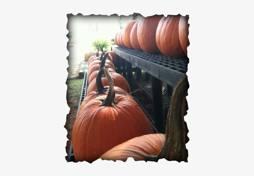 ~real Pumpkin Patch ~cotton Patch ~corn Bins ~hay Bale - German Shepherd, transparent png