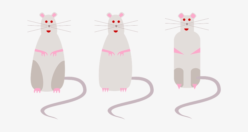 Rats, Tails, Animals, Rodents, Gnawer, Three, Cute - Rodent, transparent png