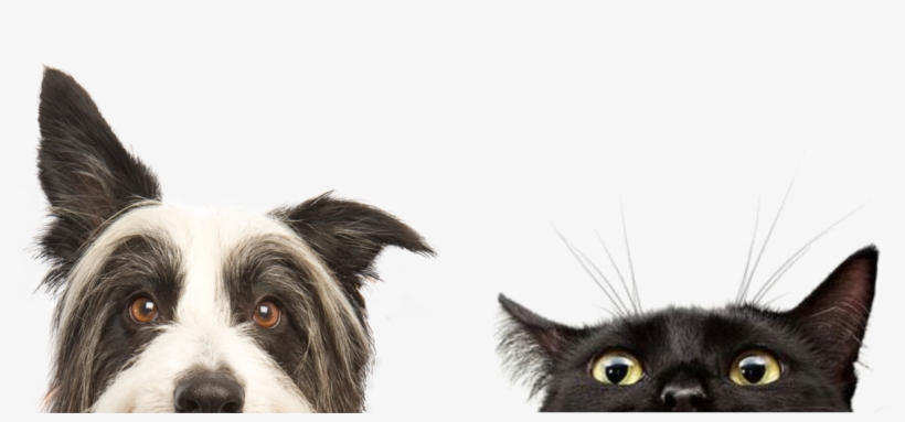 Pdf Q - Perros Y Gatos Png, transparent png