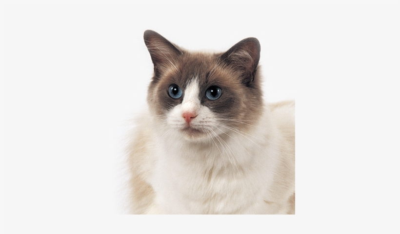 Gato - Snowshoe, transparent png