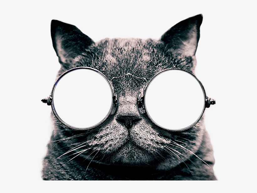 Cat Sticker - Cool Cat Canvas Poster Framed On Wood Frame,cat Picture, transparent png