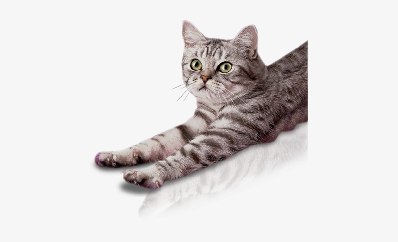 Main-foto - Gato Whiskas Png, transparent png