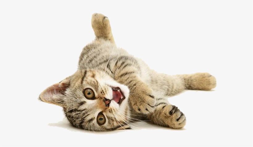 Imagenes De Gatos Png - Transparent Cute Cat Png, transparent png
