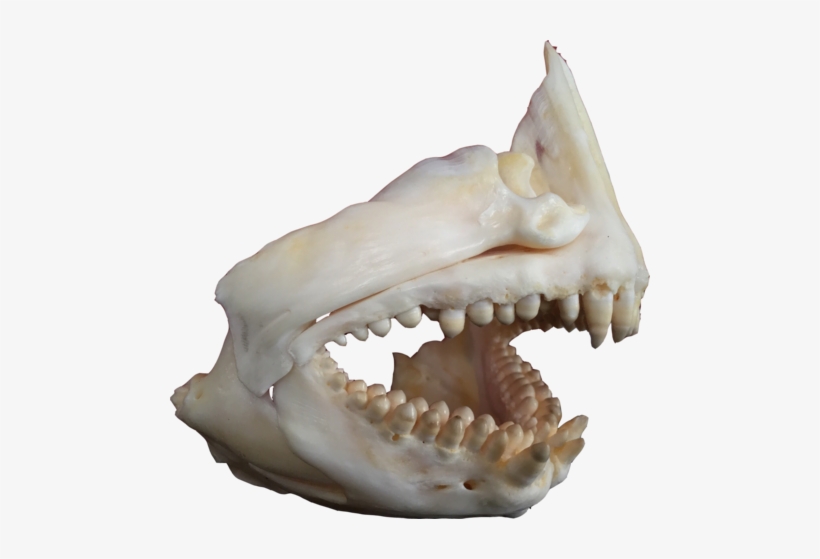 Brent Was Pretty Excited About Fishing The Area Of - Fang, transparent png