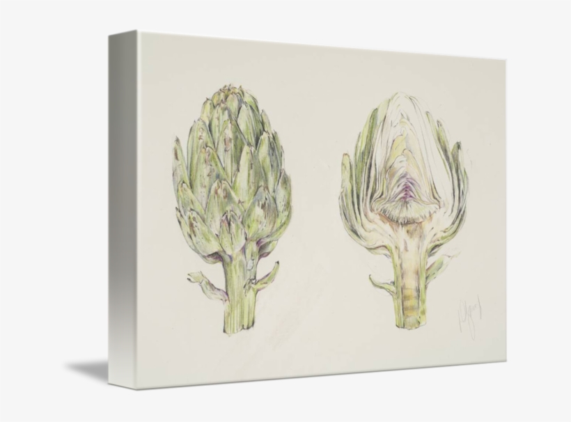 Picture Stock Study By Deborah Young - Artichoke Drawing, transparent png