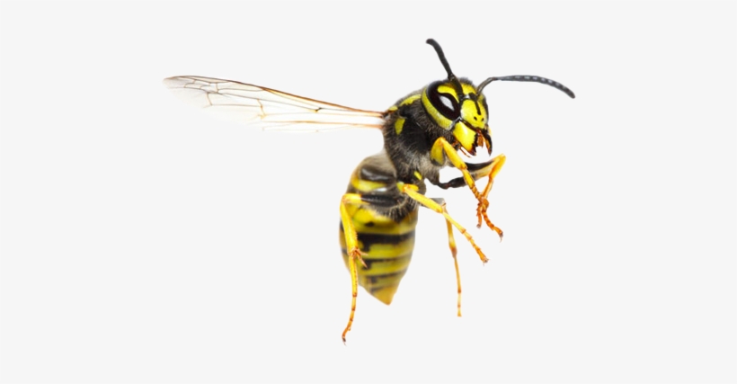 Homemade Repellents: Safe Organic Repellents To Keep, transparent png